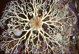 Fichier:Northern basket star, Gorgonocephalus arcticus, off Cape St Francis, Newfoundland, Canada (21349603975).jpg