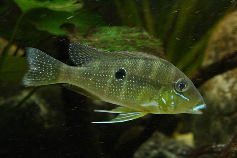 Fichier:Geophagus-argyrostictus-xingu.jpg