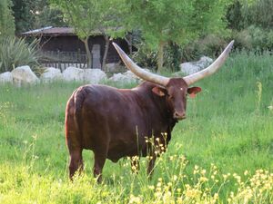 Watusi.jpg