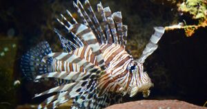 1280x677-Poisson-lion-D-Mallevoy-3-copie.jpg