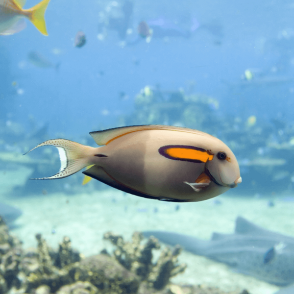 Fichier:Acanthurus-olivaceus-chirurgien-a-epaulettes-oranges-s.png