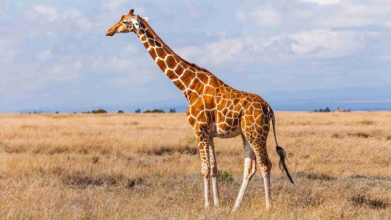 Fichier:Fiche-animale-monde-animal-girafe.jpg