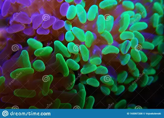 Fichier:Euphyllia-ancora-species-hard-coral-family-euphylliidae-known-several-common-names-including-anchor-165067208.webp