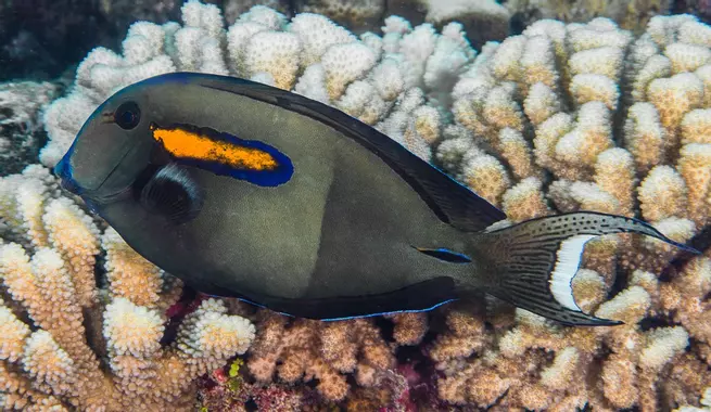 Fichier:Acanthurus-olivaceus-Tahiti-French-Polynesia.webp