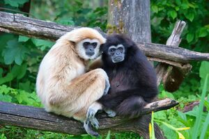 1200px-Hylobates lar pair of white and black 01.jpg