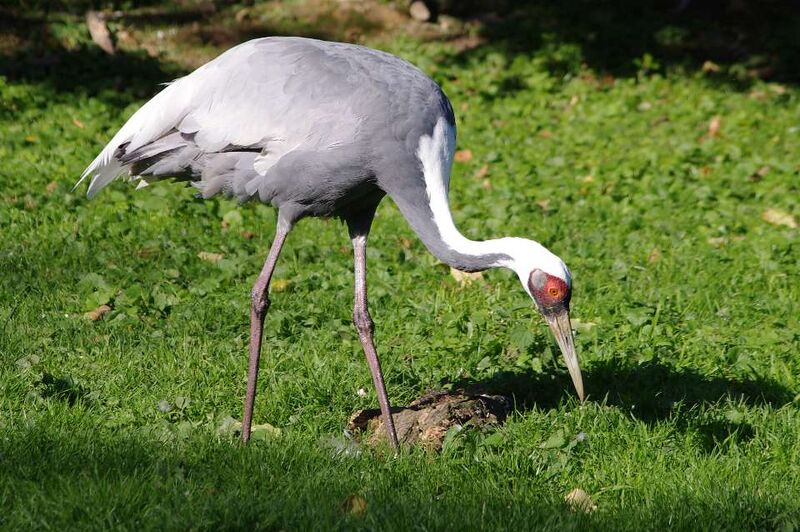 Fichier:Grue-cou-blanc-4.jpg