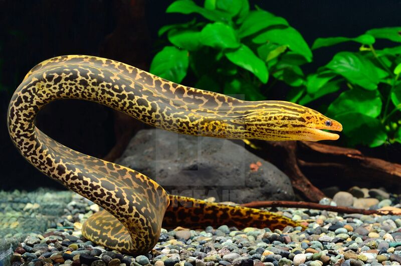 Fichier:Gymnothorax Polyuranodon.jpg