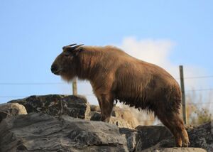 Takin-dore-5R.jpg