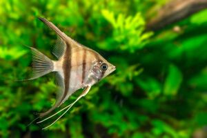 Pterophyllum scalare.jpg