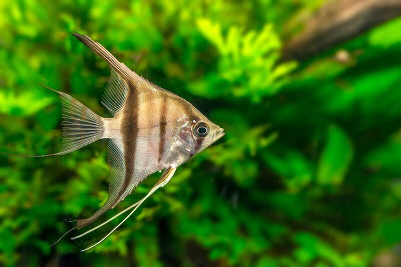 Fichier:Pterophyllum scalare.jpg