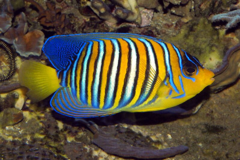 Fichier:Poisson-Ange Duc.jpg