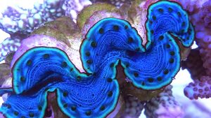 Tridacna squamosa.jpg