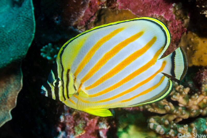 Fichier:Chaetodon ornatissimus.jpg