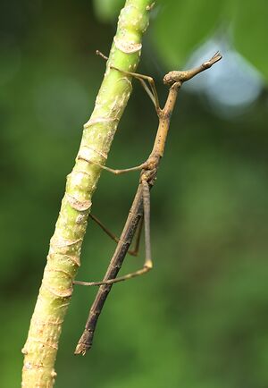 Pseudoproscopia latirostris.jpg
