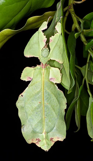 Phyllium giganteum.webp