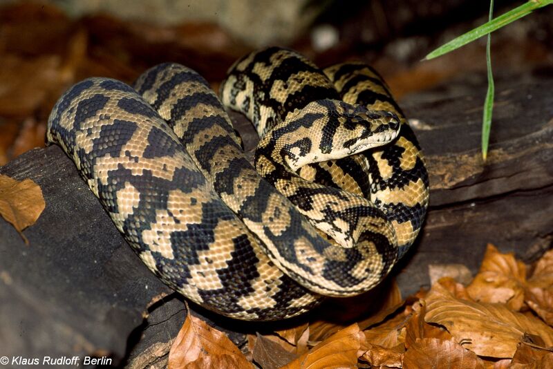Fichier:Morelia spilota spilota.jpg