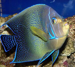 Pomacanthus semicirculatus.jpg