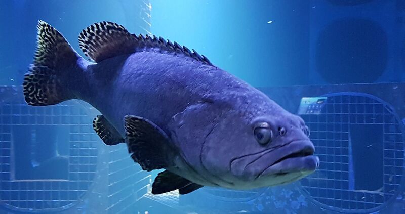 Fichier:1280x677-Merou-lanceole-Nausicaa-compressor.jpg