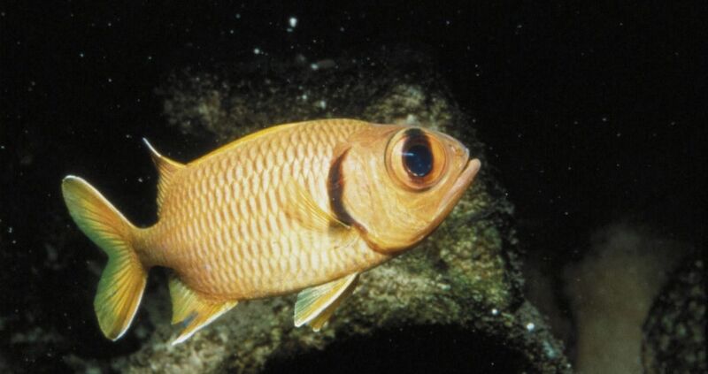 Fichier:1280x677-Myripristis-a-grands-yeux-P.Louisy-1280x677.jpg