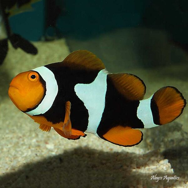 Fichier:Amphiprion ocellaris.jpg