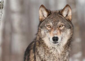 Loup-gris HEADERR.jpg