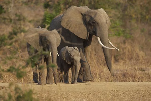 Femelle-elephants-elephanteaux.webp