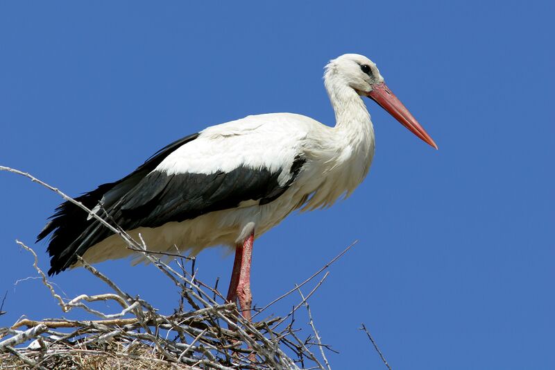 Fichier:Cigogne blanche.jpg