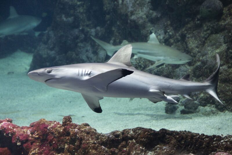 Fichier:Requin-gris-de-recif-credit-photo-oceanopolis.jpg