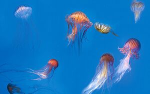 Meduses-striee-aquarium-la-rochelle-gallery-520X330.jpg