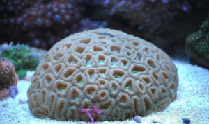 X2-Assorted-Favia-Brain-Corals-Medium-Size-3-5-Favia-Sp -Coral-packages.webp