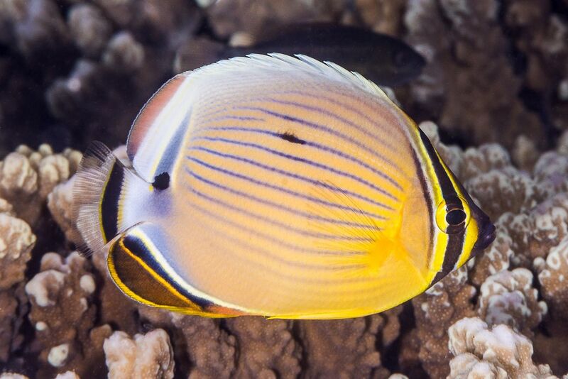 Fichier:Chaetodon lunulatus.jpg
