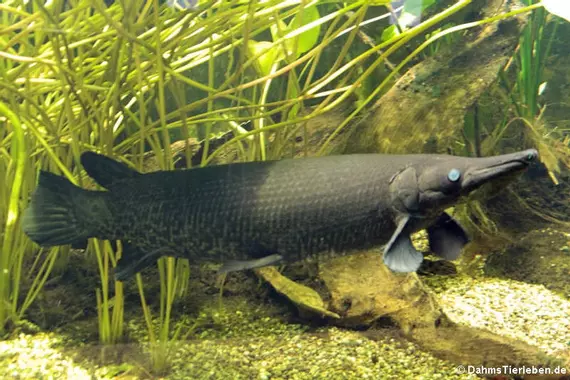 Fichier:Atractosteus-spatula2.webp