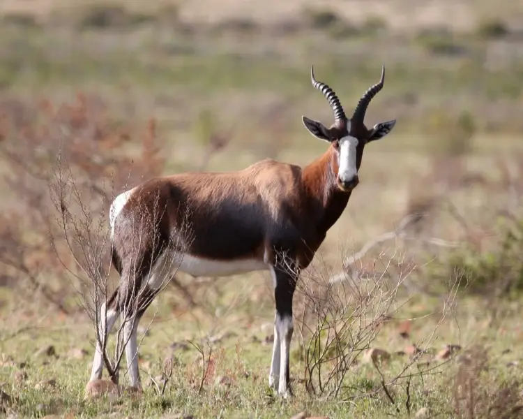 Fichier:Bontebok-1.webp