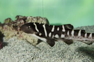 Juvenile-requin-zebre-stegostoma-fasciatum-pp3-oceanopolis.jpg