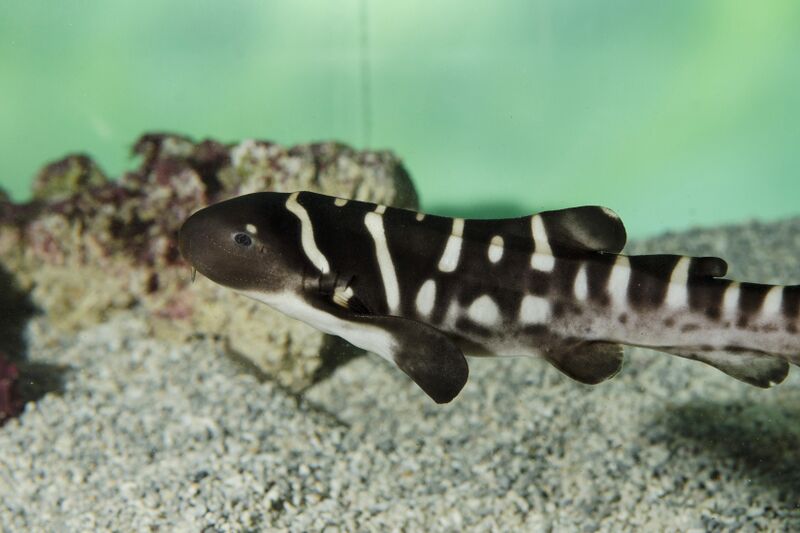 Fichier:Juvenile-requin-zebre-stegostoma-fasciatum-pp3-oceanopolis.jpg