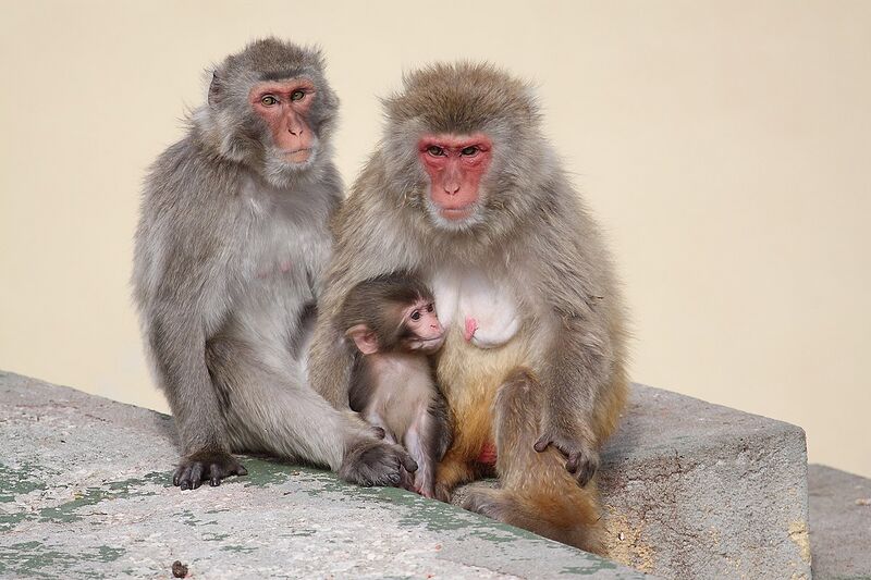 Fichier:Macaque japonais.jpg