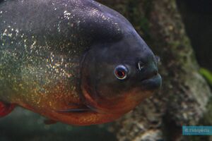 Pygocentrus nattereri 2-725x483.jpg