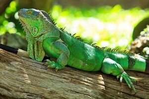 Iguane à Bandes de Fidji