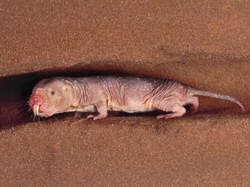 Fichier:Rat-taupe nu.jpg