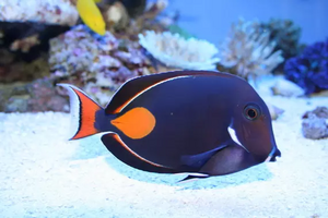 Acanthurus achilles achilles tang 01 1161 (1).webp
