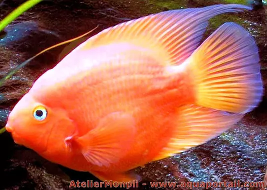 Fichier:Blood-red-parrot.webp