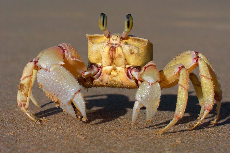 Fichier:Crustaces-crabe-fantome-rose-ocypode-ryderi-03.jpg
