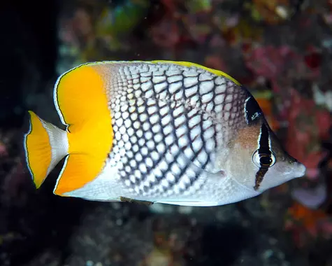 Fichier:Poisson-papillon-a-ecailles-perlees-chaetodon-xanthurus-04.webp