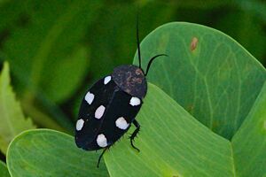 Therea petiveriana.jpg