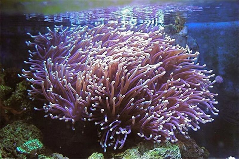 Fichier:Anemone-magnifique.jpg