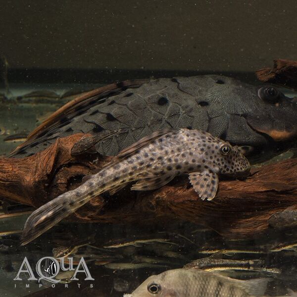 Fichier:L303-Spotted-Dwarf-Hypostomus.jpg