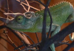 Caméléon de Jackson.jpg