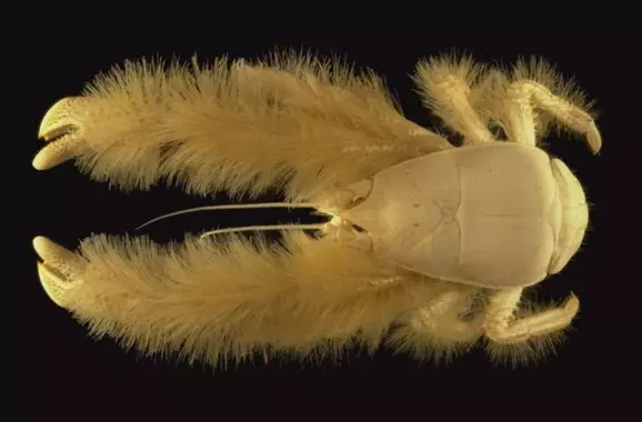 Fichier:Yeti-crab-facts-768x505.webp