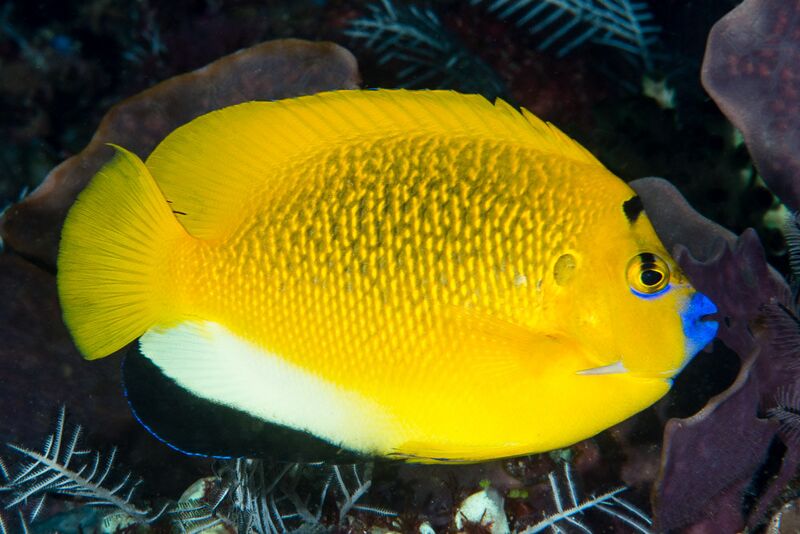 Fichier:Apolemichthys trimaculatus.jpg