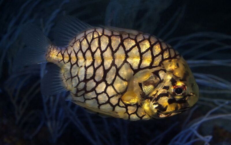 Fichier:Monocentris japonica.jpg